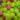 Assorted Mixed Color Golf Balls (50 Balls) - Grade A/B