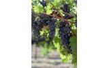 California hosts golf and wine academy 