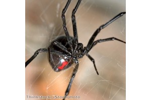 Stay clear of the hazards, including the Black Widow spiders!