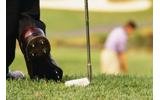 Dawgs Spirit Golf Shoes "like walking on air"