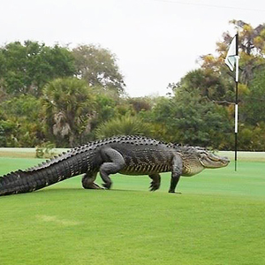 13-Ft Alligator Gives New Meaning to Golf “Hazard”