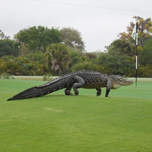 Huge Alligator Roams the Greens at Course in Florida