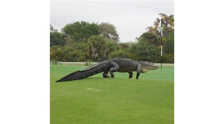 Huge Alligator Roams the Greens at Course in Florida