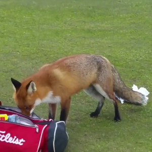 Sly Fox Steals Golfer’s Wallet